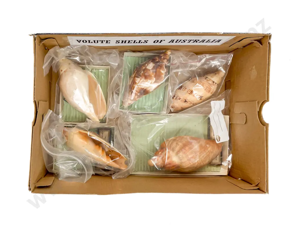 Collection of Volute Shells of Australia Image 1++