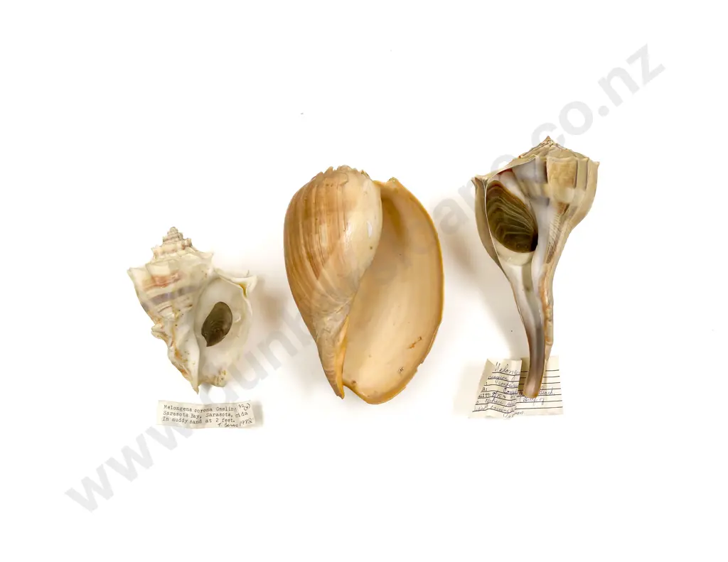 Three Large Seashells Image 1++