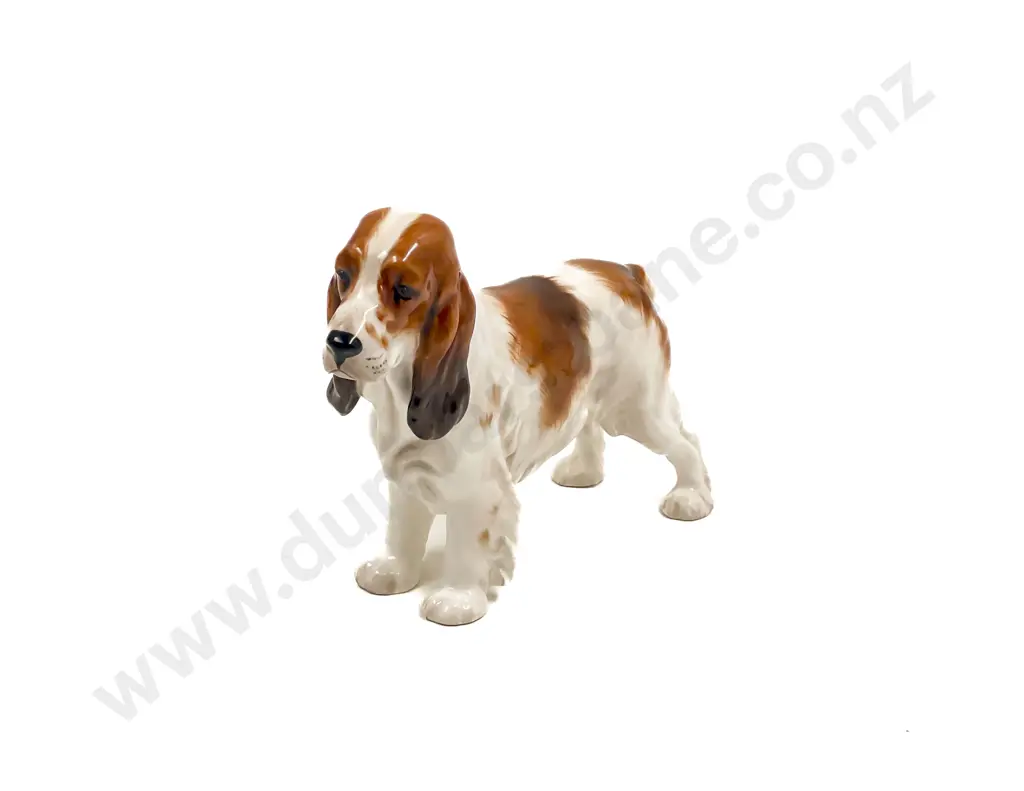 RD Cocker Spaniel Image 1++