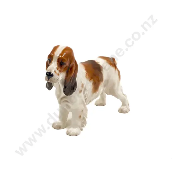 RD Cocker Spaniel
