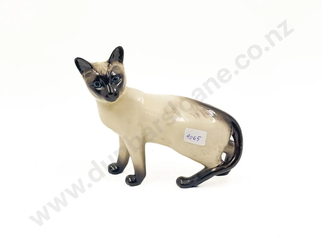 RD Siamese Cat Image 1++