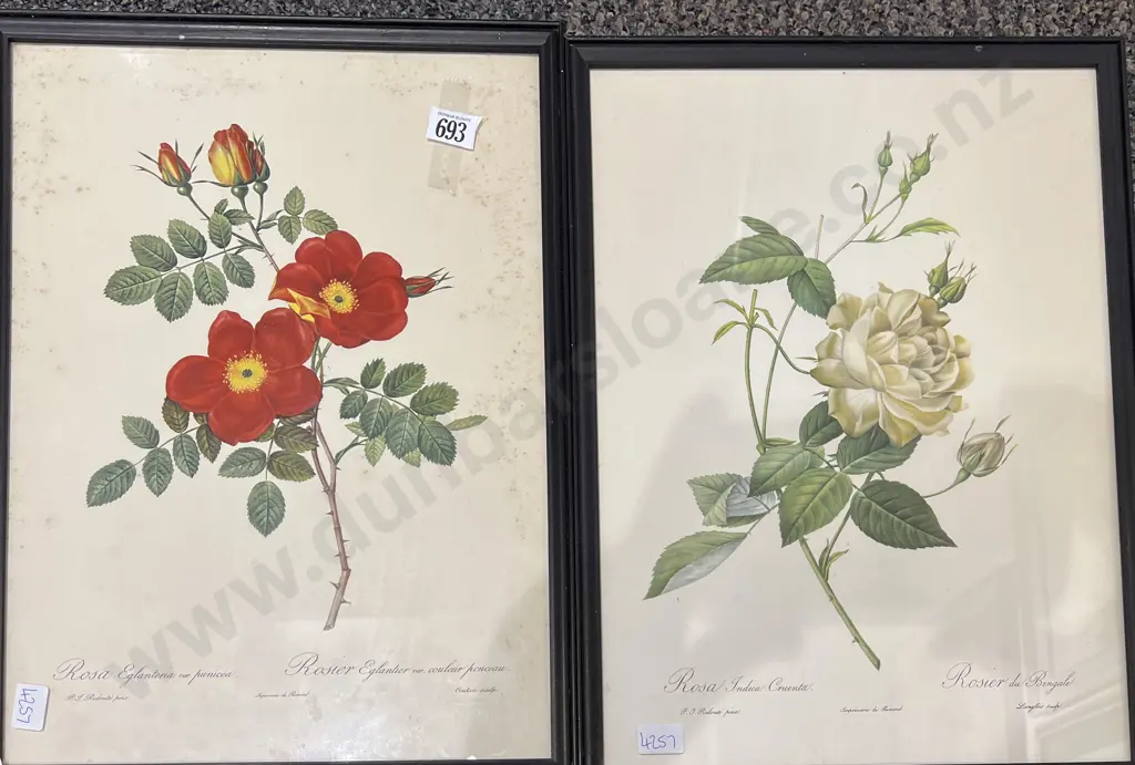 Two Vintage Botanic Study Bookplates Image 1++