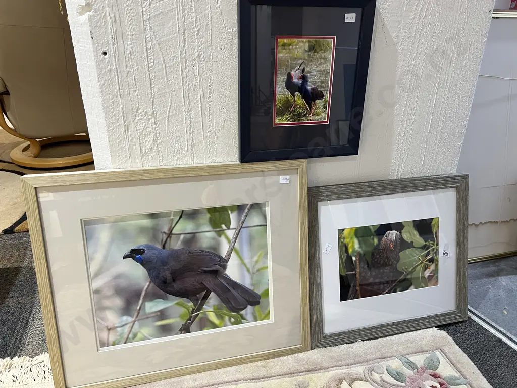 Three Photographic Bird Studies by Pete Nikolaison Image 1++