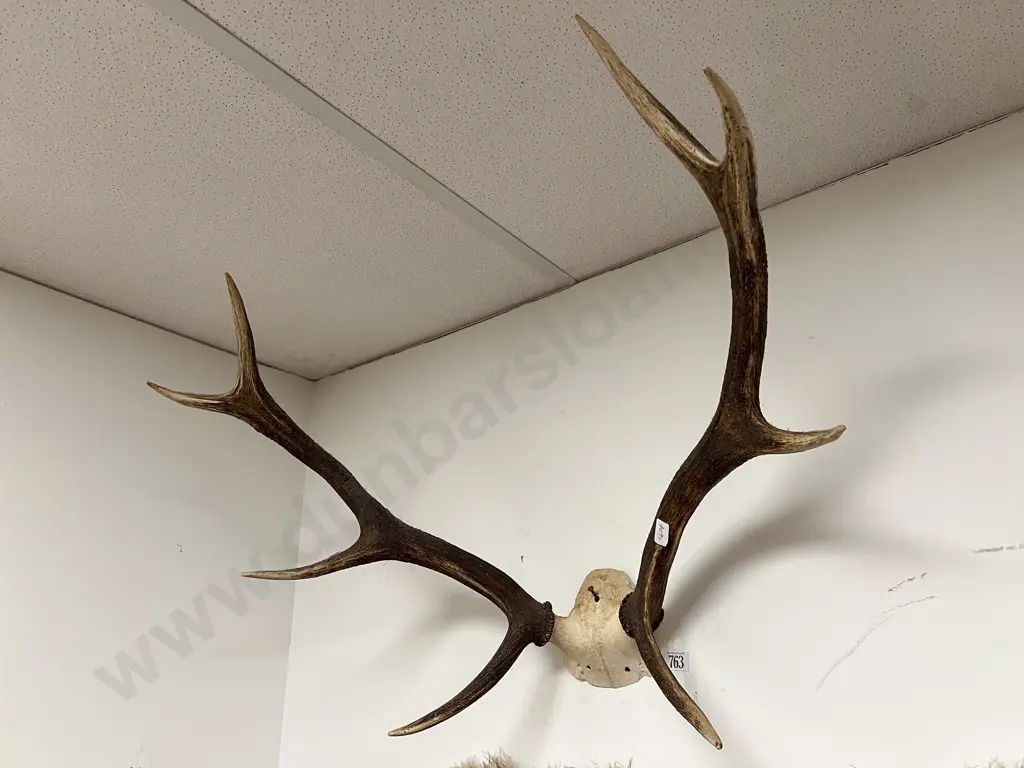 Taxidermy Antler Display Image 1++