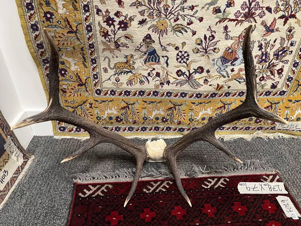 Taxidermy Antler Display Image 1++