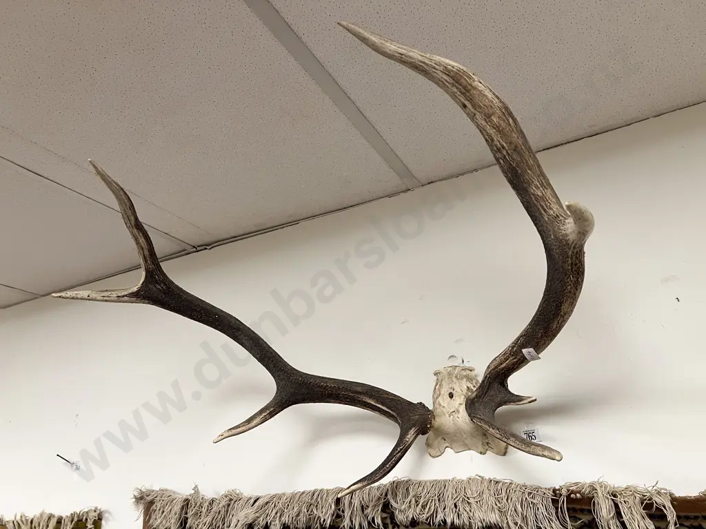 Taxidermy Antler Display Image 1++
