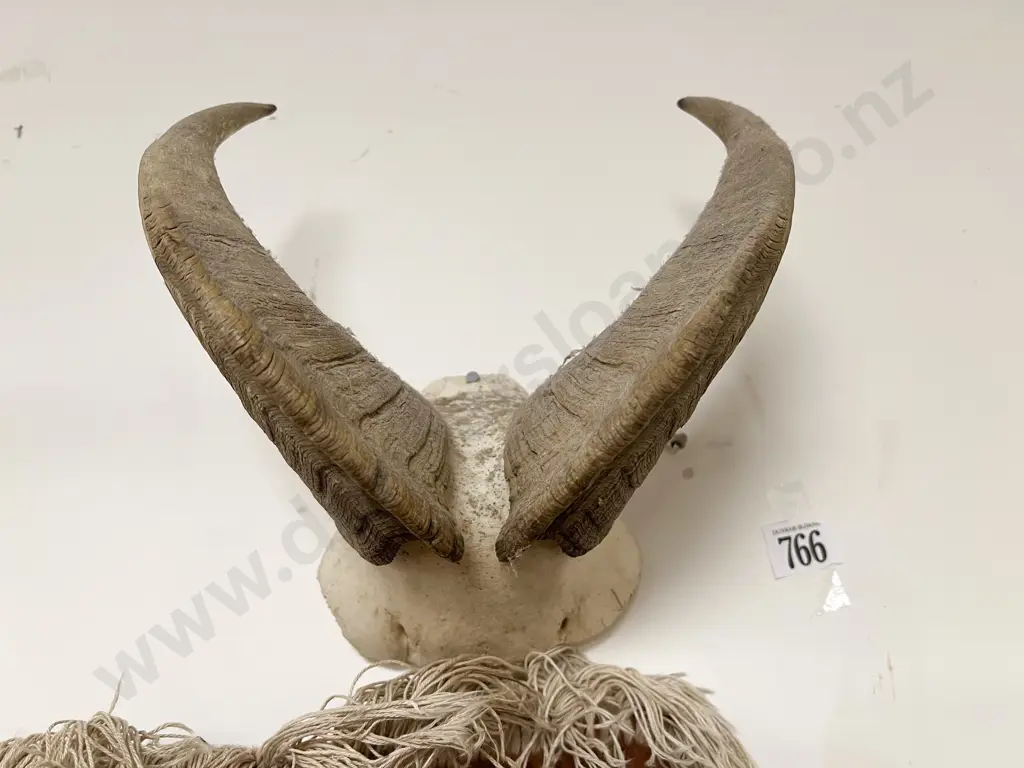 Taxidermy Ram Horn Display Image 1++