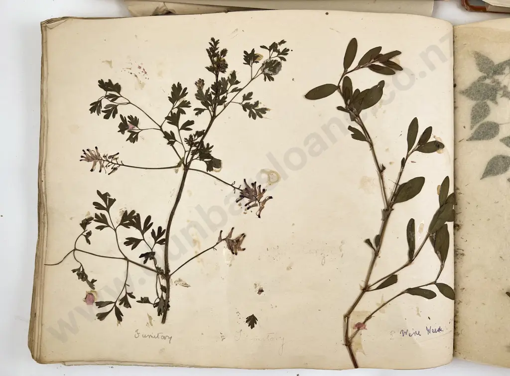 Sketchbook Album of Pressed Flowers & Other Image 1++