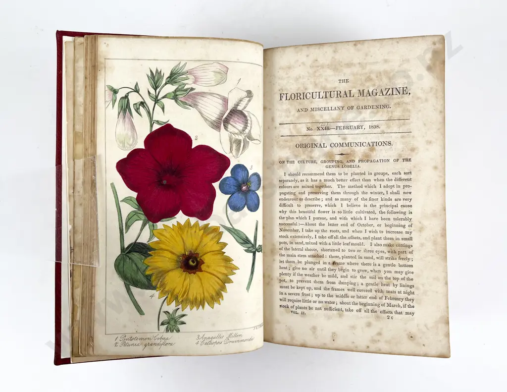 The Floricultural Magazine & Miscellany of Gardening by R Marnock Image 1++