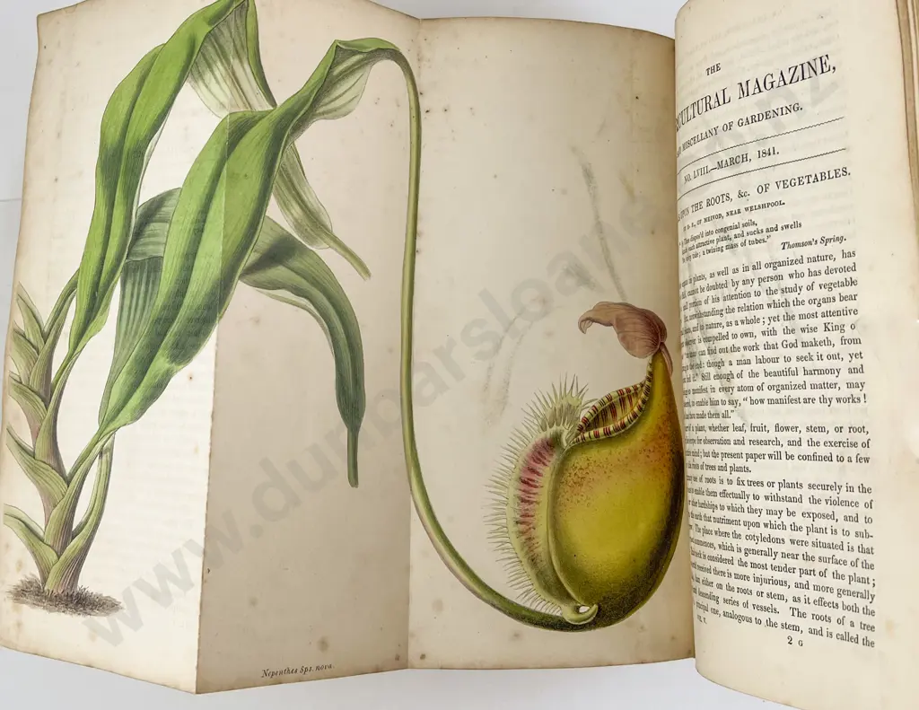 The Floricultural Magazine & Miscellany of Gardening by R Marnock Image 1++