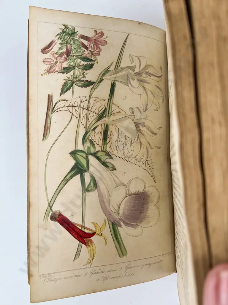 The Floricultural Magazine & Miscellany of Gardening by R Marnock Image 1++