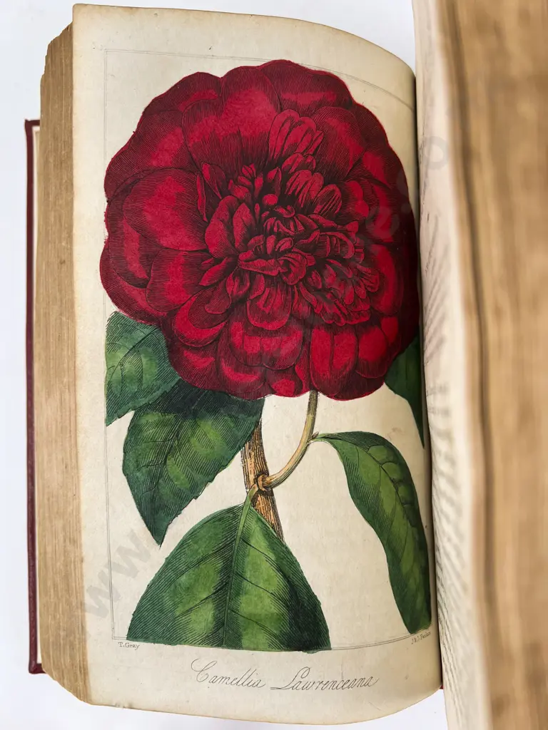 The Floricultural Magazine & Miscellany of Gardening by R Marnock Image 1++