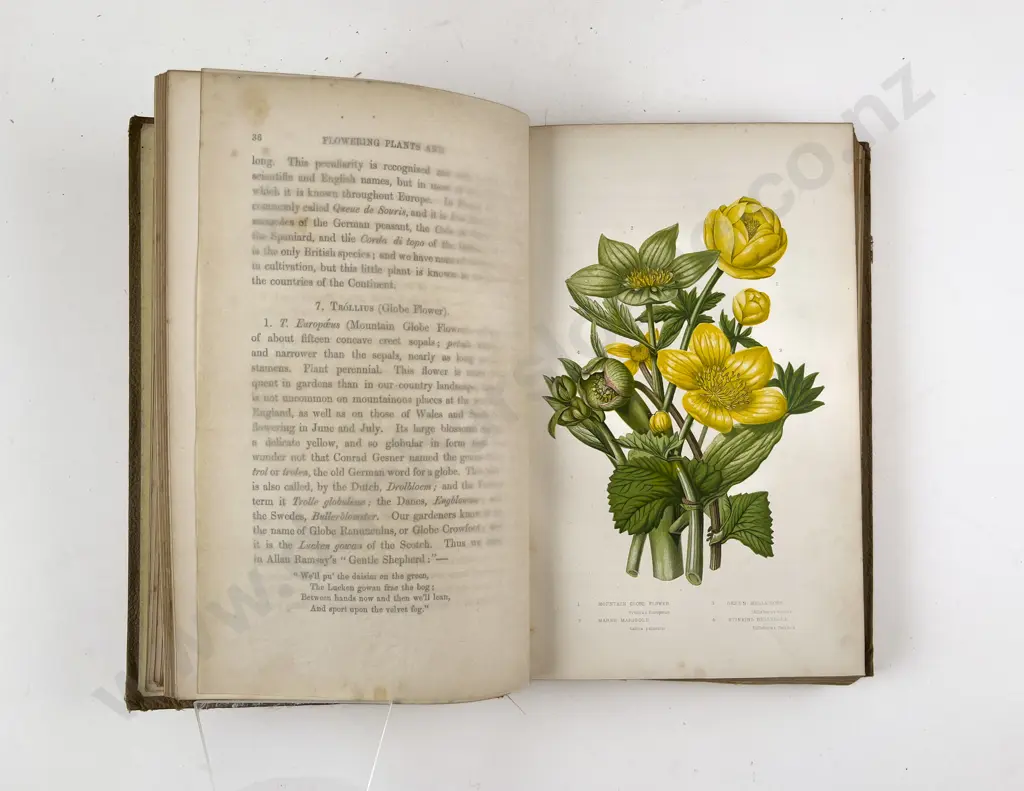 The Flowering Plants and Ferns of Great Britain by Anne Pratt Vols I - V Image 1++