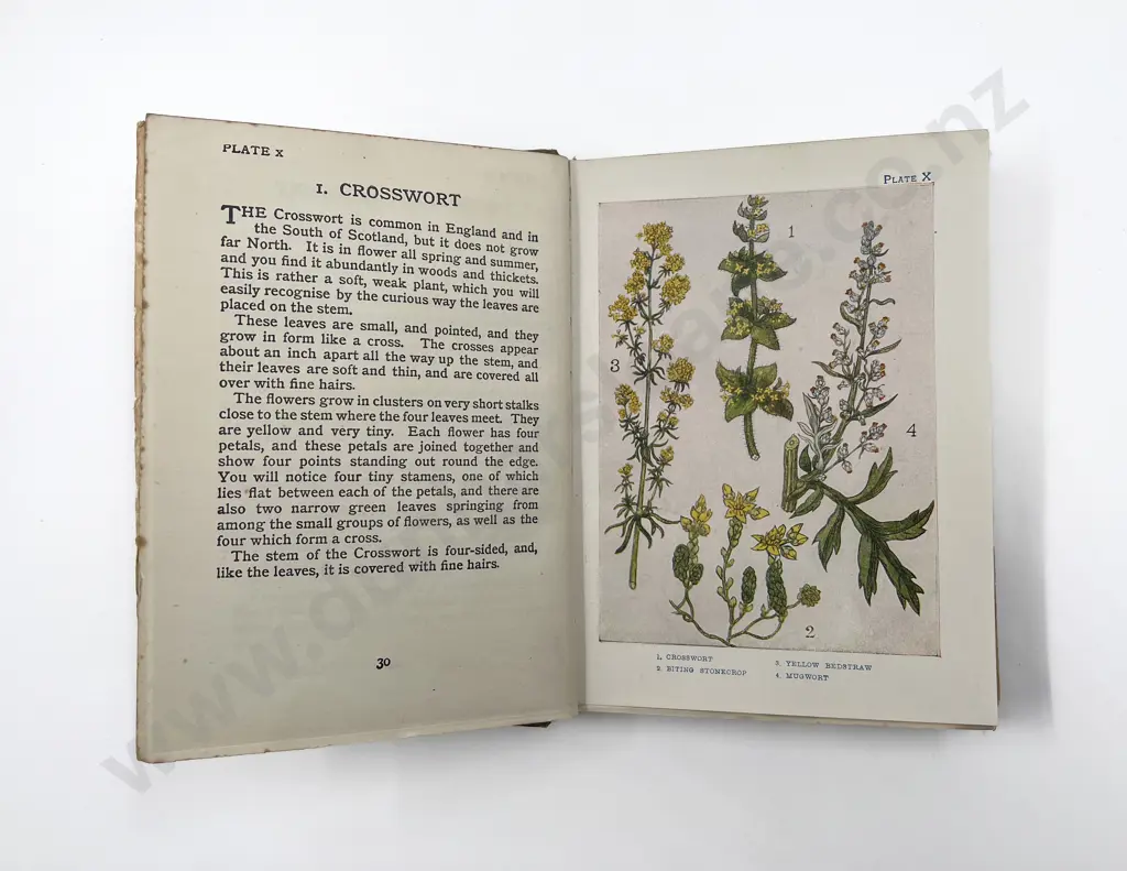 Six Vintage Books Relating to Gardening & Other Image 1++