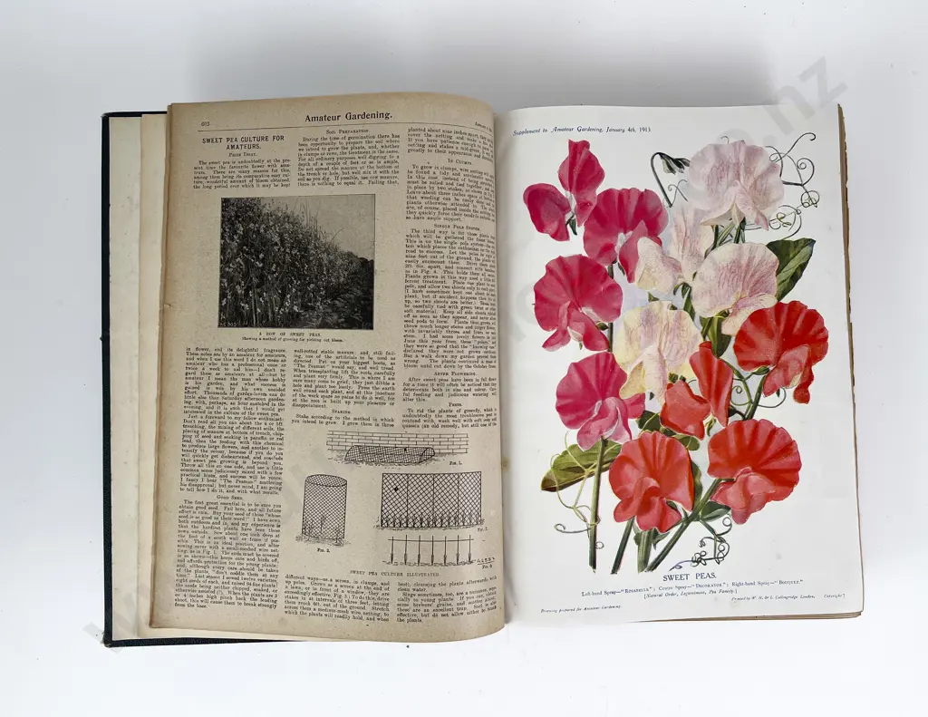 Amateur Gardening 1913 Image 1++