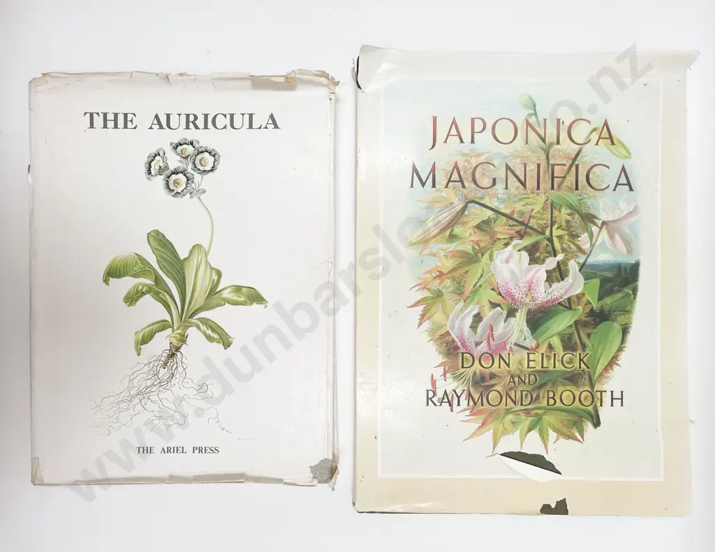Japonica Magnifica Image 1++