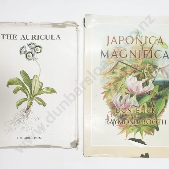 Japonica Magnifica