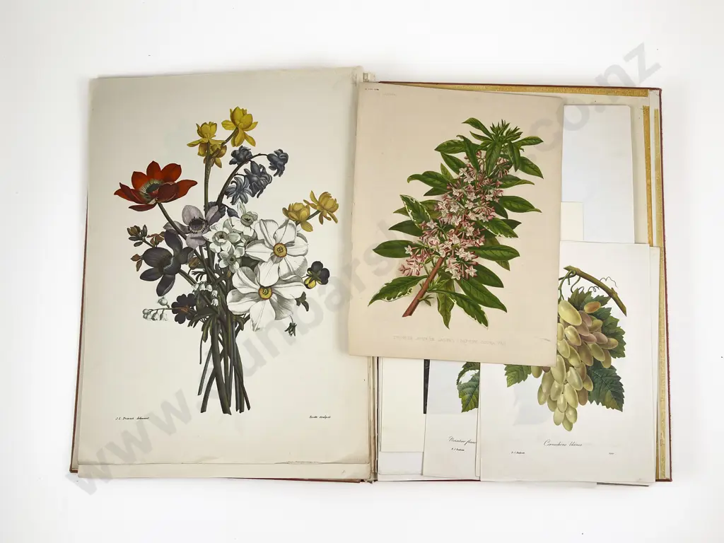 An Illustrated Treasury of Redoute Roses Image 1++