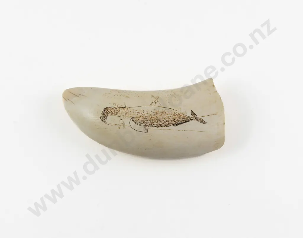 Antique Sperm Whale Scrimshawed Tooth Image 1++