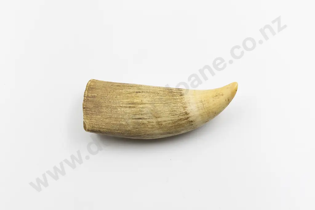 Large Sperm Whale Tooth Image 1++