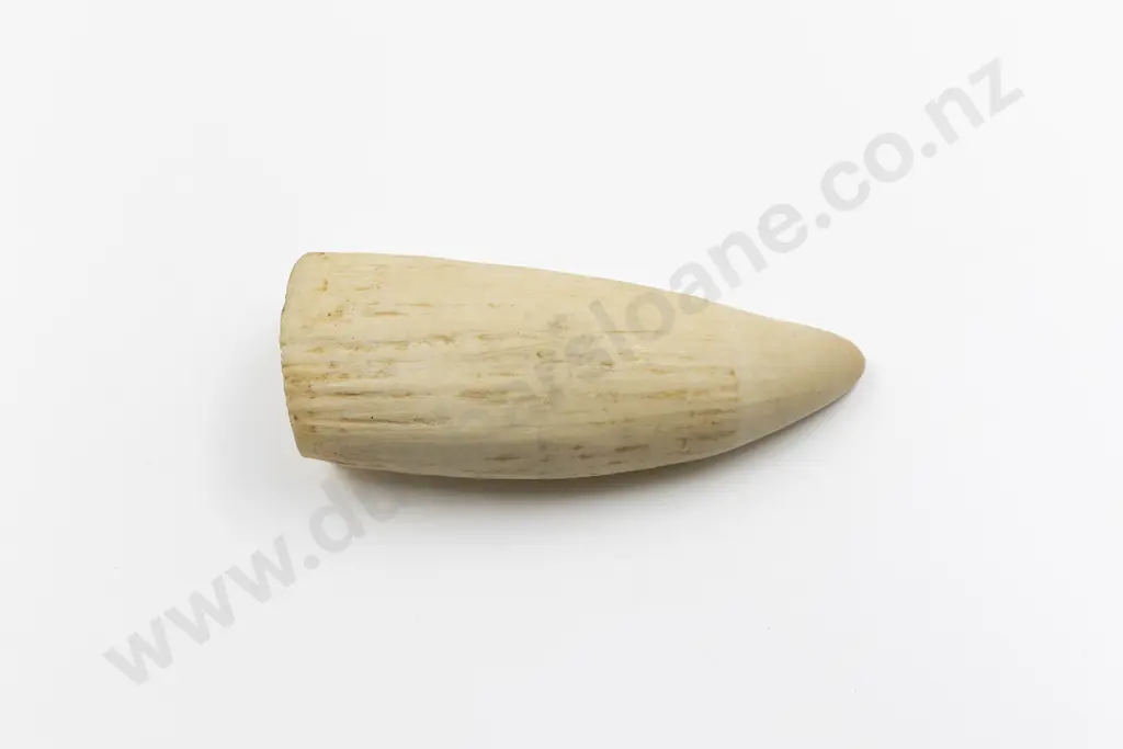 Large Sperm Whale Tooth Image 1++