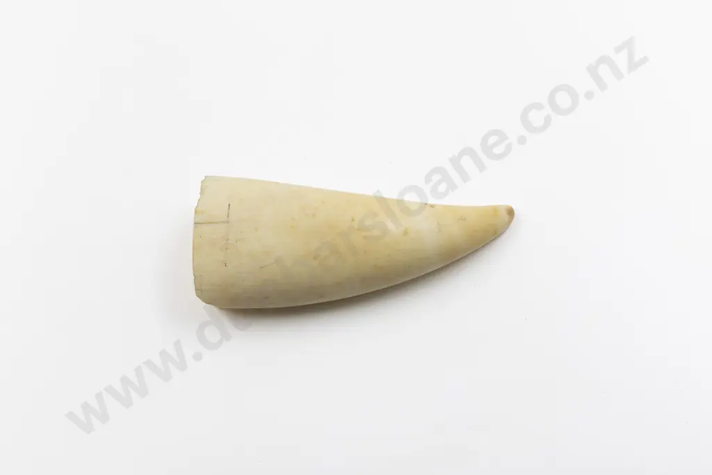 Sperm Whale Tooth Image 1++