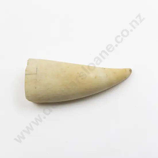 Sperm Whale Tooth
