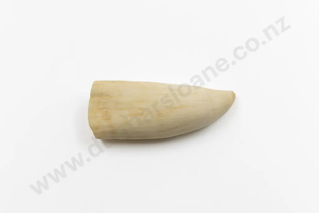 Sperm Whale Tooth Image 1++