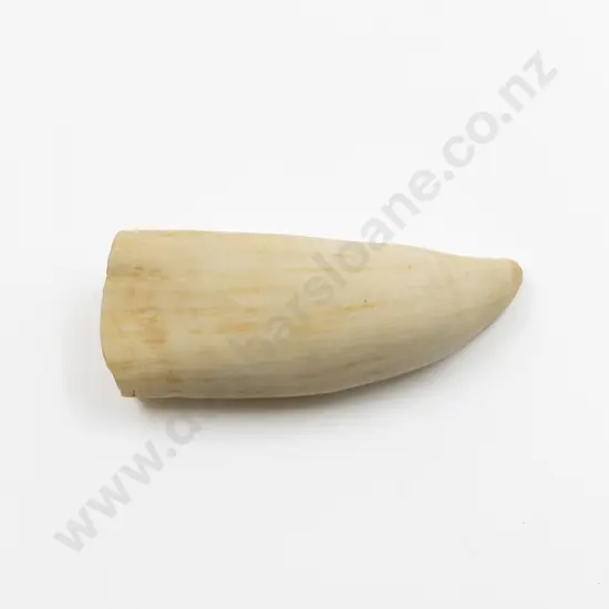 Sperm Whale Tooth