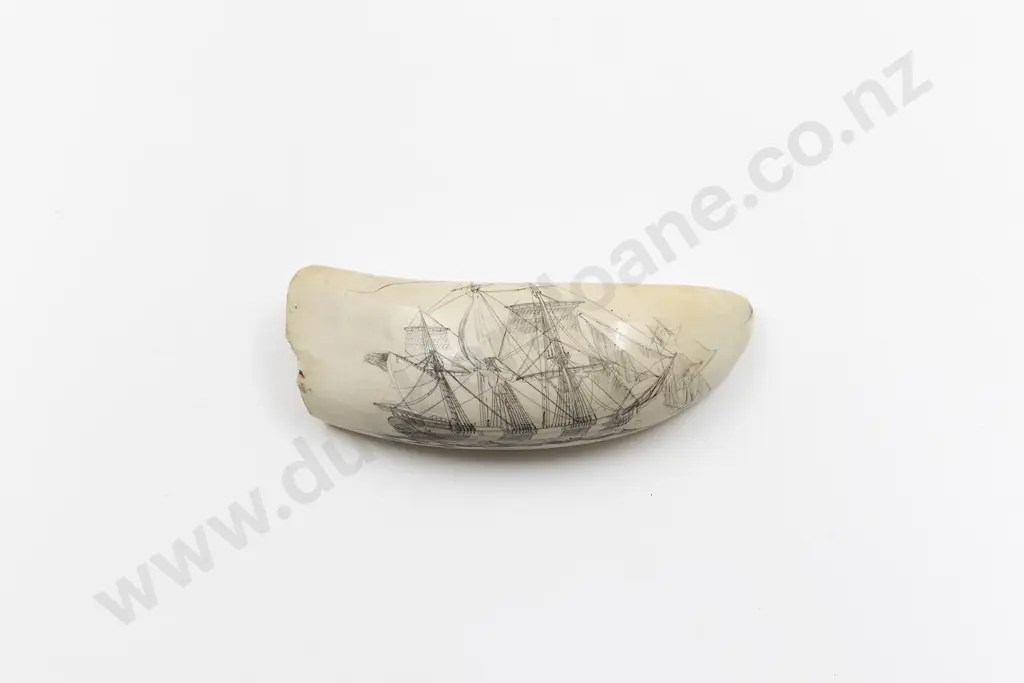Antique Sperm Whale Scrimshawed Tooth Image 1++