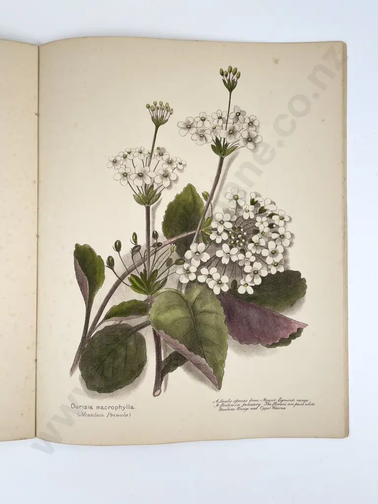 Harris, E. C., New Zealand Flowers, Berries & Ferns (3 Volumes) Image 1++