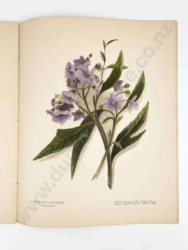 Harris, E. C., New Zealand Flowers, Berries & Ferns (3 Volumes) Image 1++