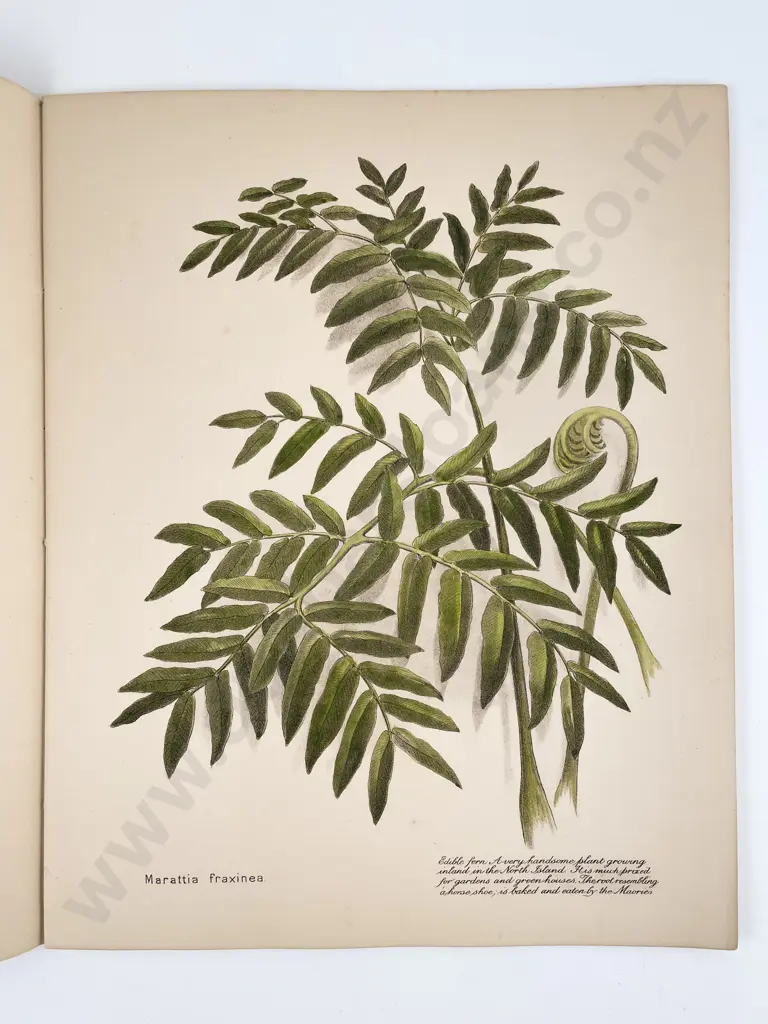 Harris, E. C., New Zealand Flowers, Berries & Ferns (3 Volumes) Image 1++