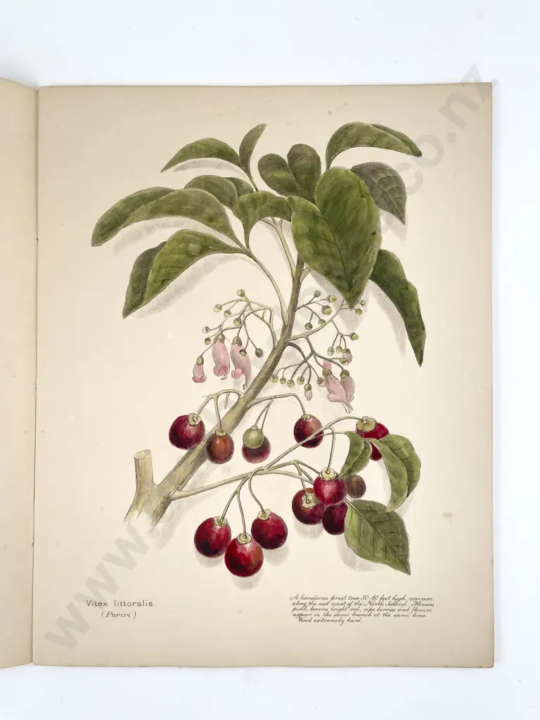 Harris, E. C., New Zealand Flowers, Berries & Ferns (3 Volumes) Image 1++