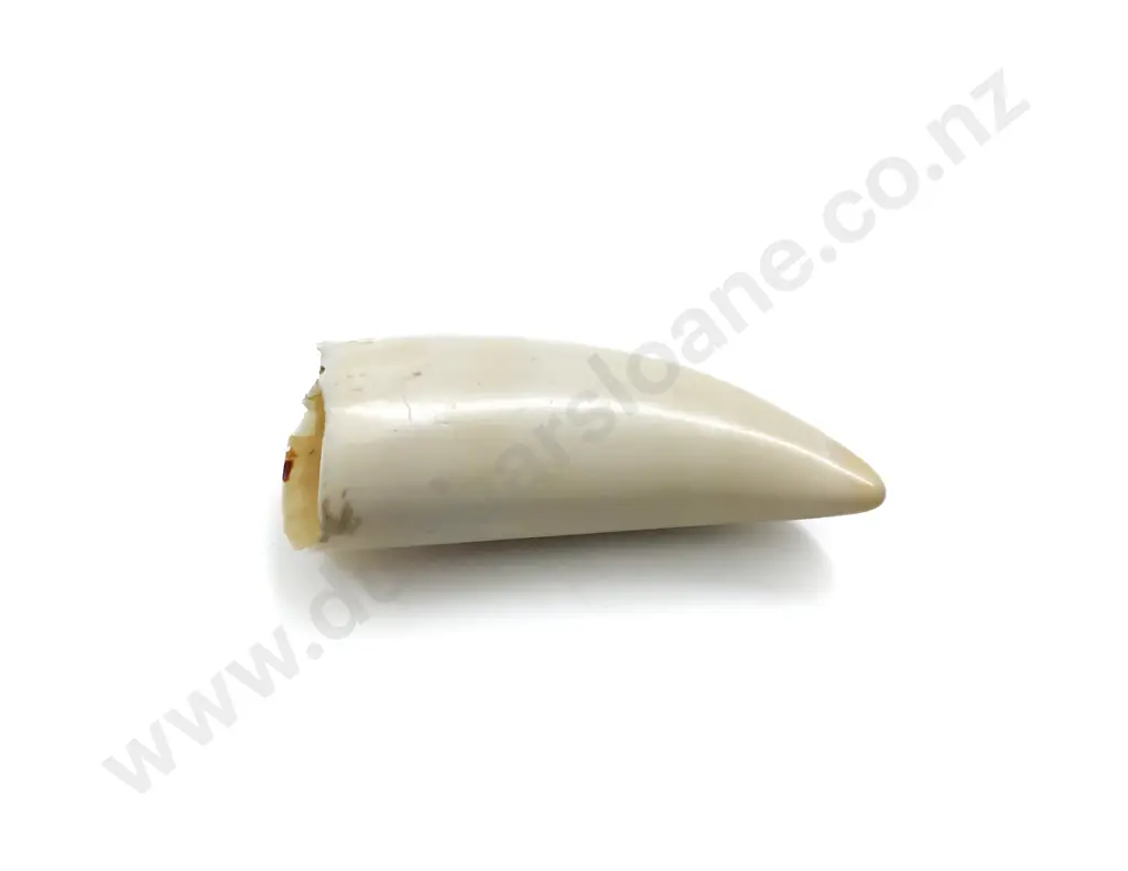 Vintage Whale Tooth Image 1++