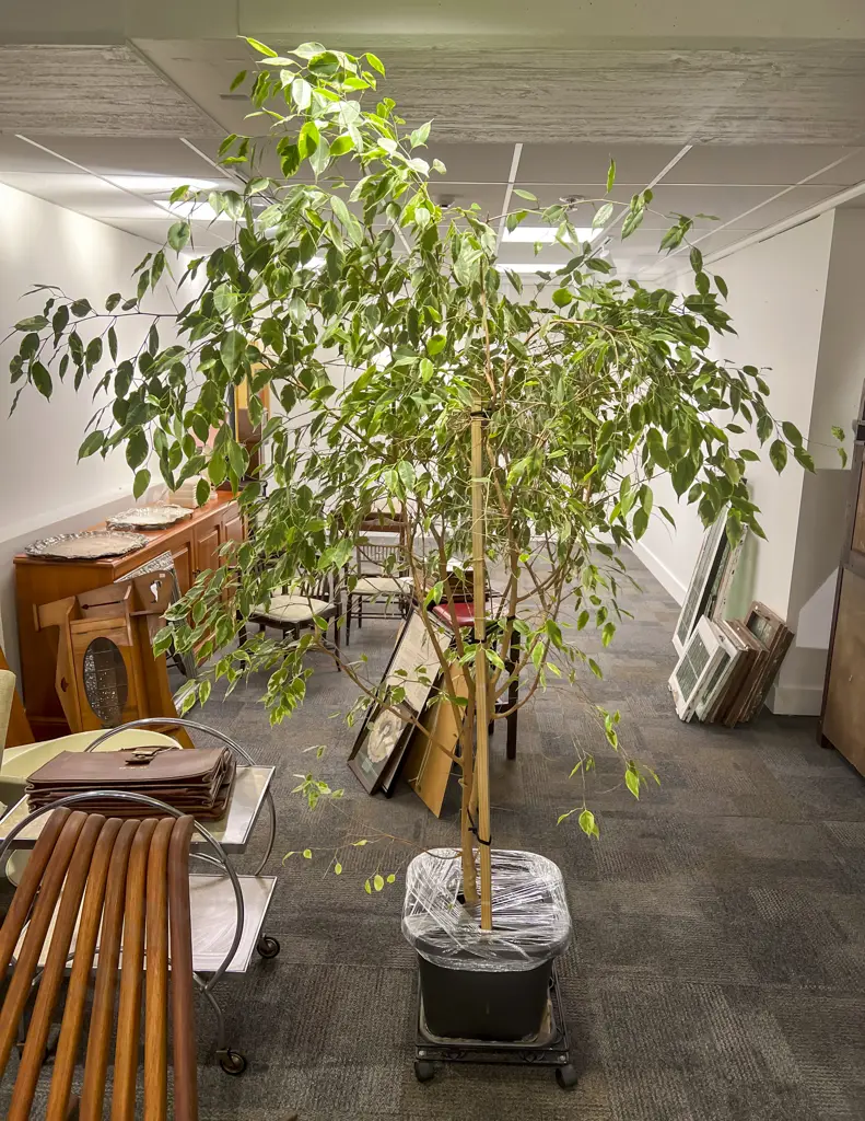 Variegated Ficus Tree in Planter Image 1++