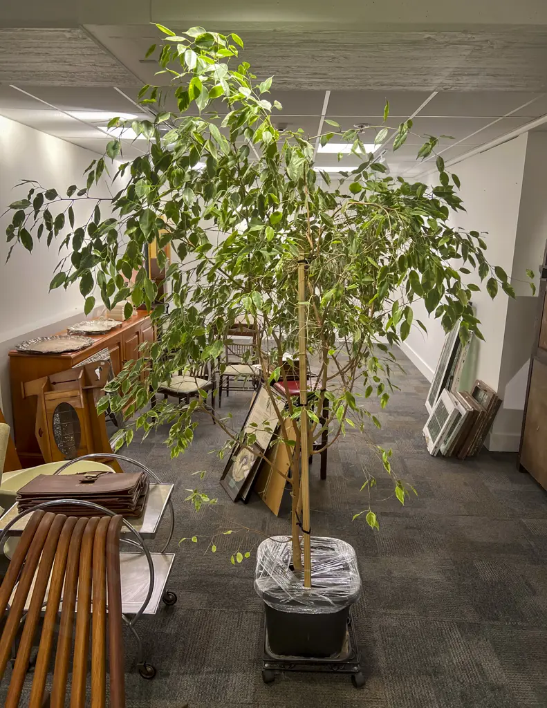 Variegated Ficus Tree in Planter Image 1++