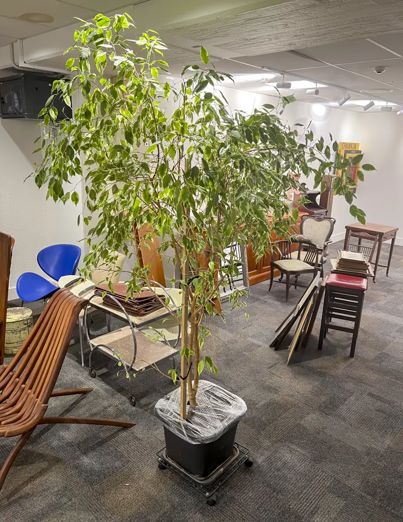 Variegated Ficus Tree in Planter Image 1++