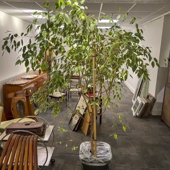 Variegated Ficus Tree in Planter