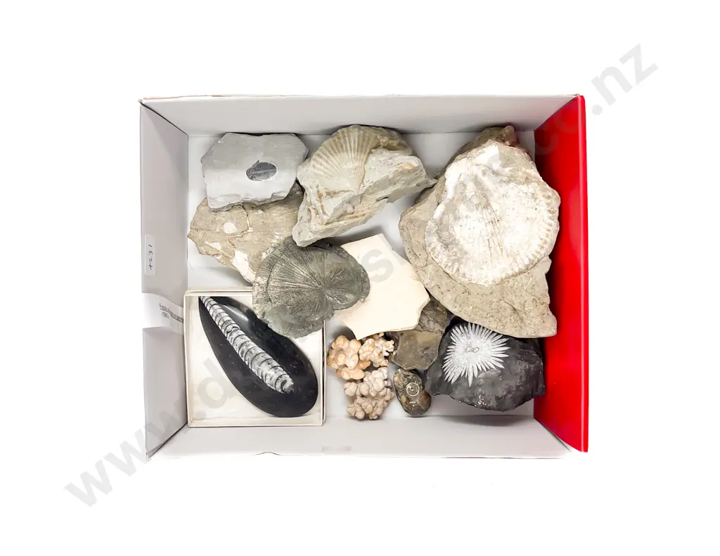 Box Quantity of Assorted Fossils and Rock Specimens Image 1++