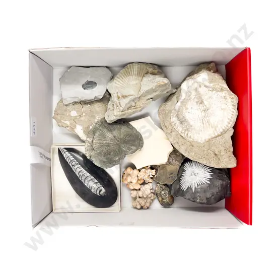 Box Quantity of Assorted Fossils and Rock Specimens