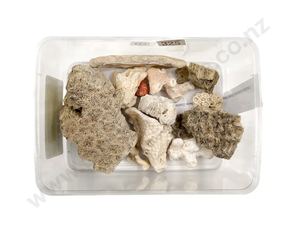 Fossilized Corals etc Image 1++