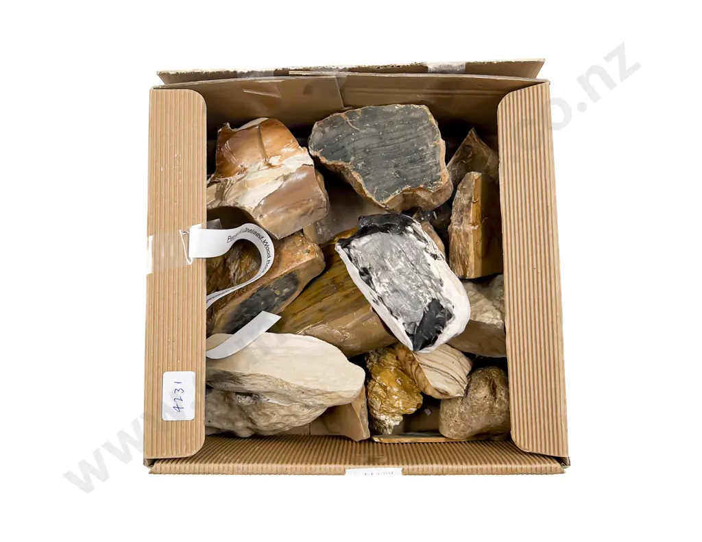 Petrified and Opalized Wood Rock Specimens Image 1++