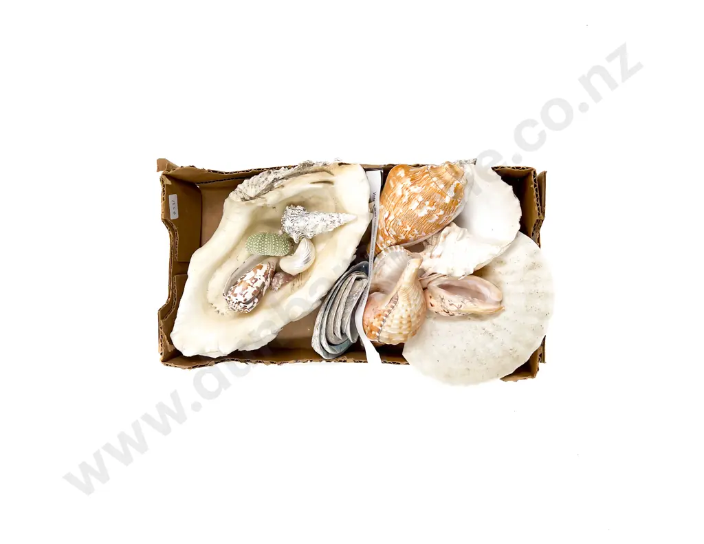 Quantity of Assorted Shells Image 1++