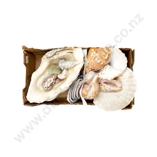 Quantity of Assorted Shells