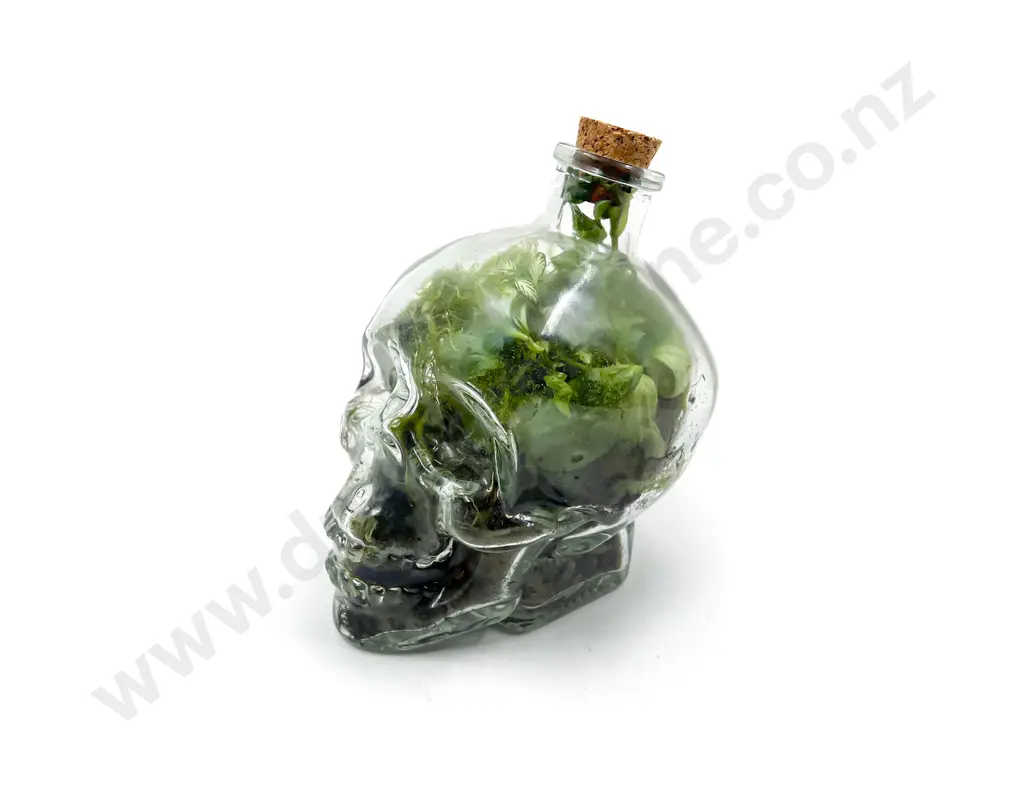 Glass Scull Terrarium Image 1++