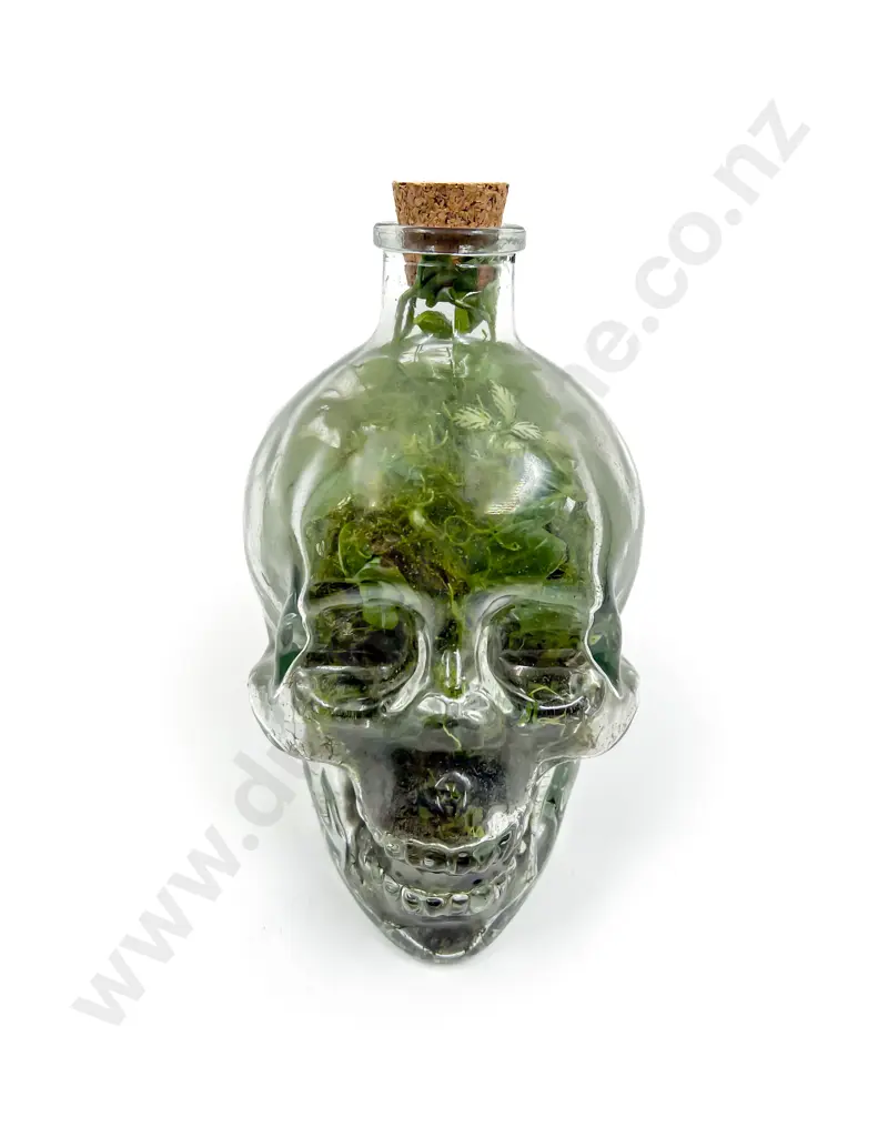 Glass Scull Terrarium Image 1++
