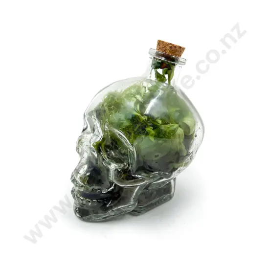 Glass Scull Terrarium