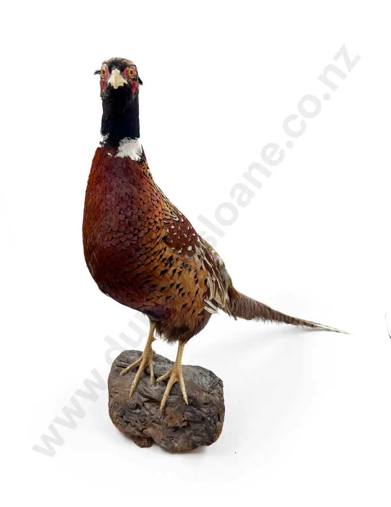 Taxidermy Pheasant Image 1++