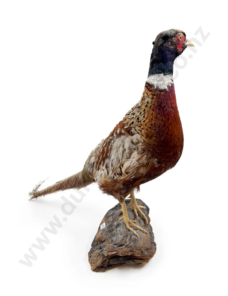 Taxidermy Pheasant Image 1++